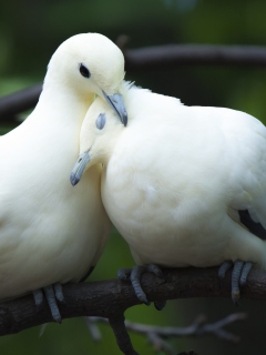 Das White Doves Love Wallpaper 240x320