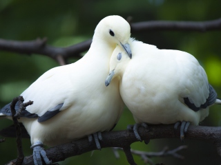 Das White Doves Love Wallpaper 320x240