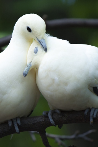 Обои White Doves Love 320x480