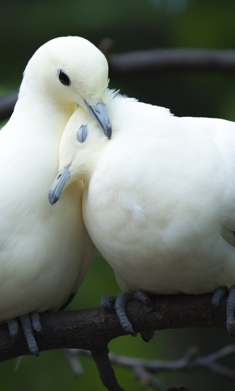 Sfondi White Doves Love 480x800