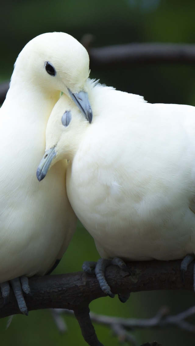 Das White Doves Love Wallpaper 640x1136
