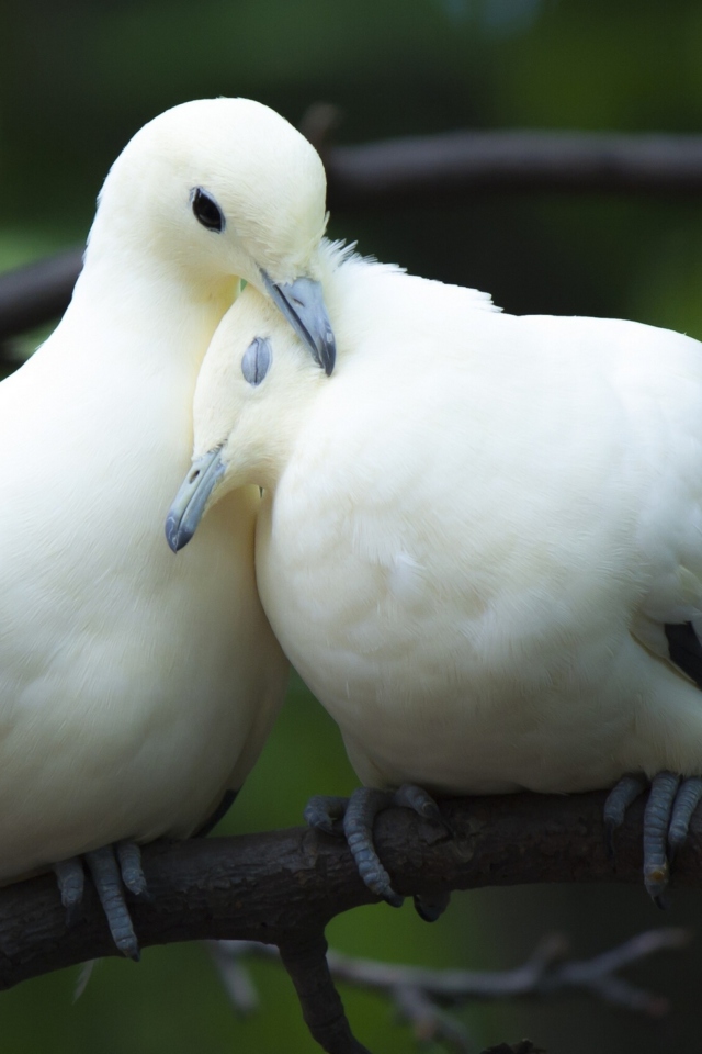 Das White Doves Love Wallpaper 640x960