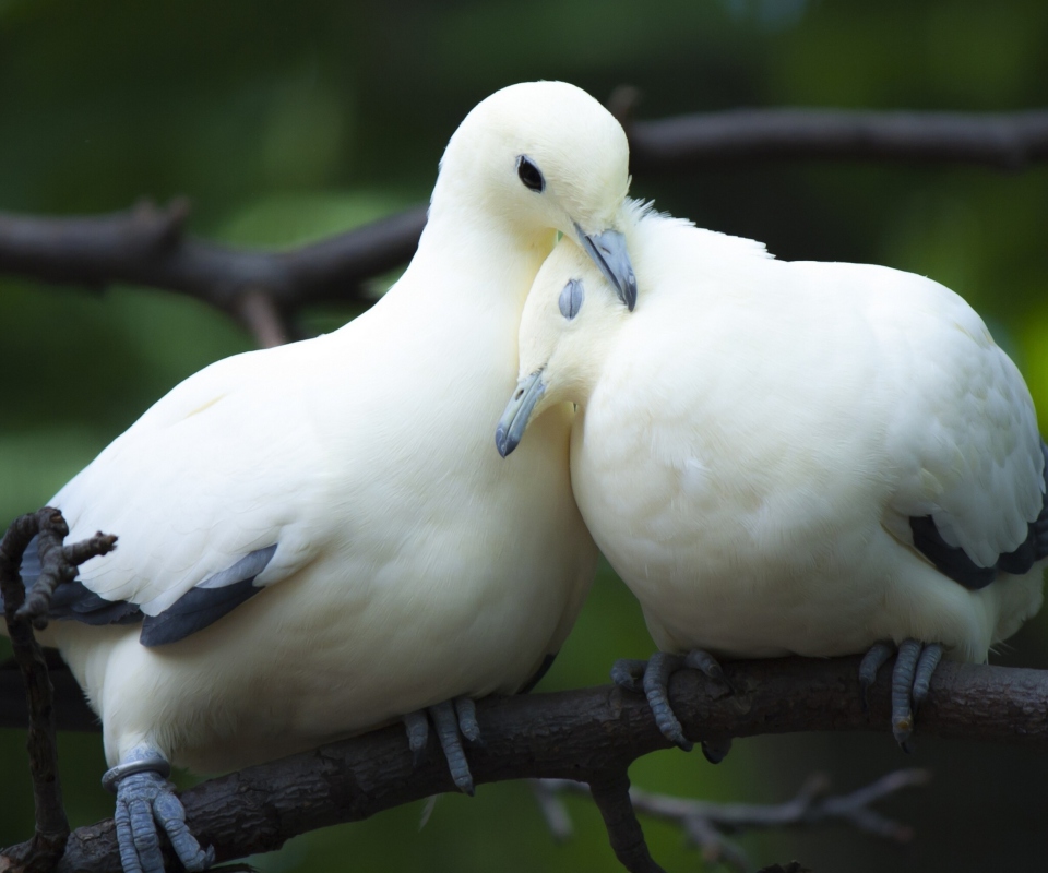 Обои White Doves Love 960x800
