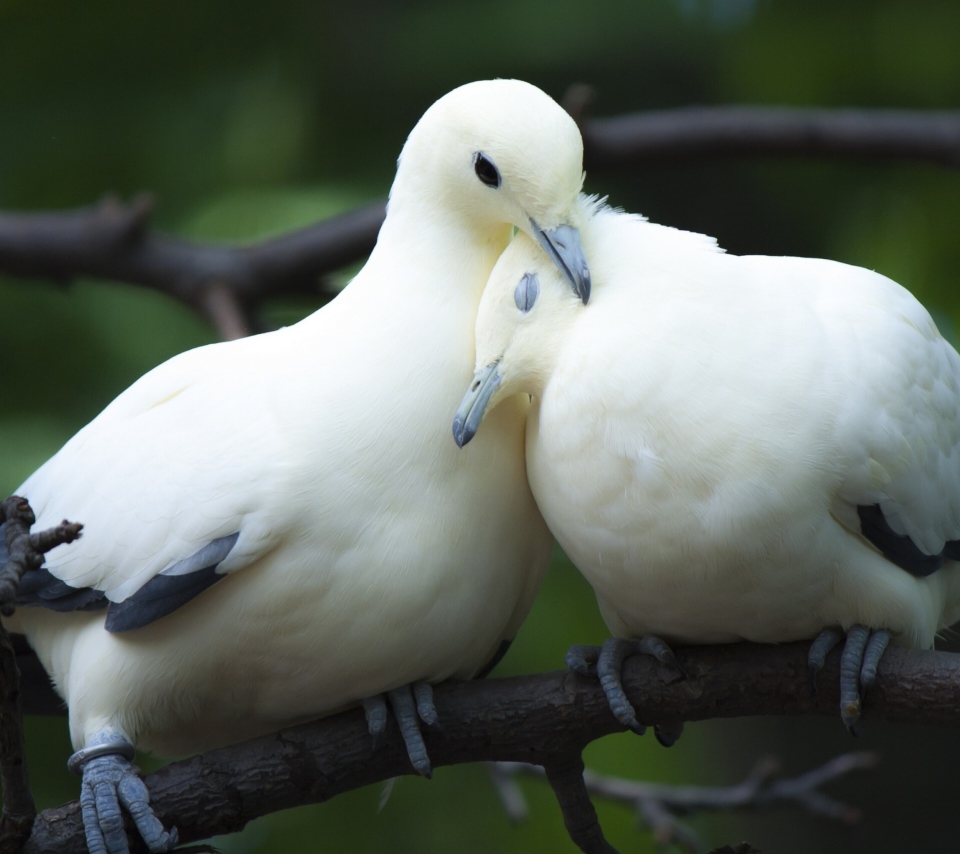 Обои White Doves Love 960x854