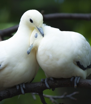 White Doves Love sfondi gratuiti per iPhone 6 Plus