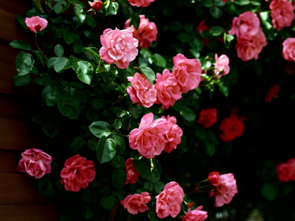 Das Pink Roses Wallpaper 1024x768
