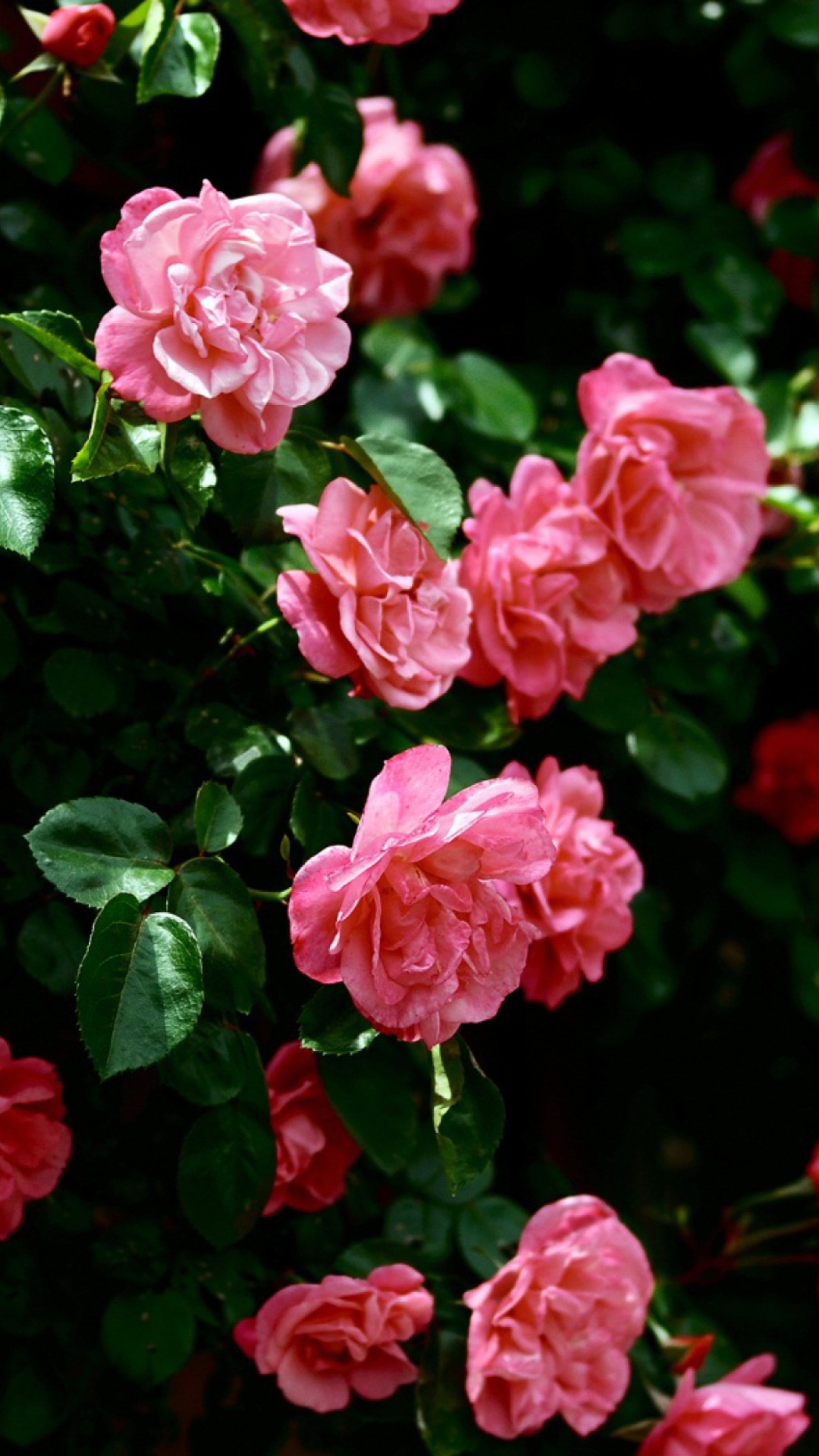 Обои Pink Roses 1080x1920