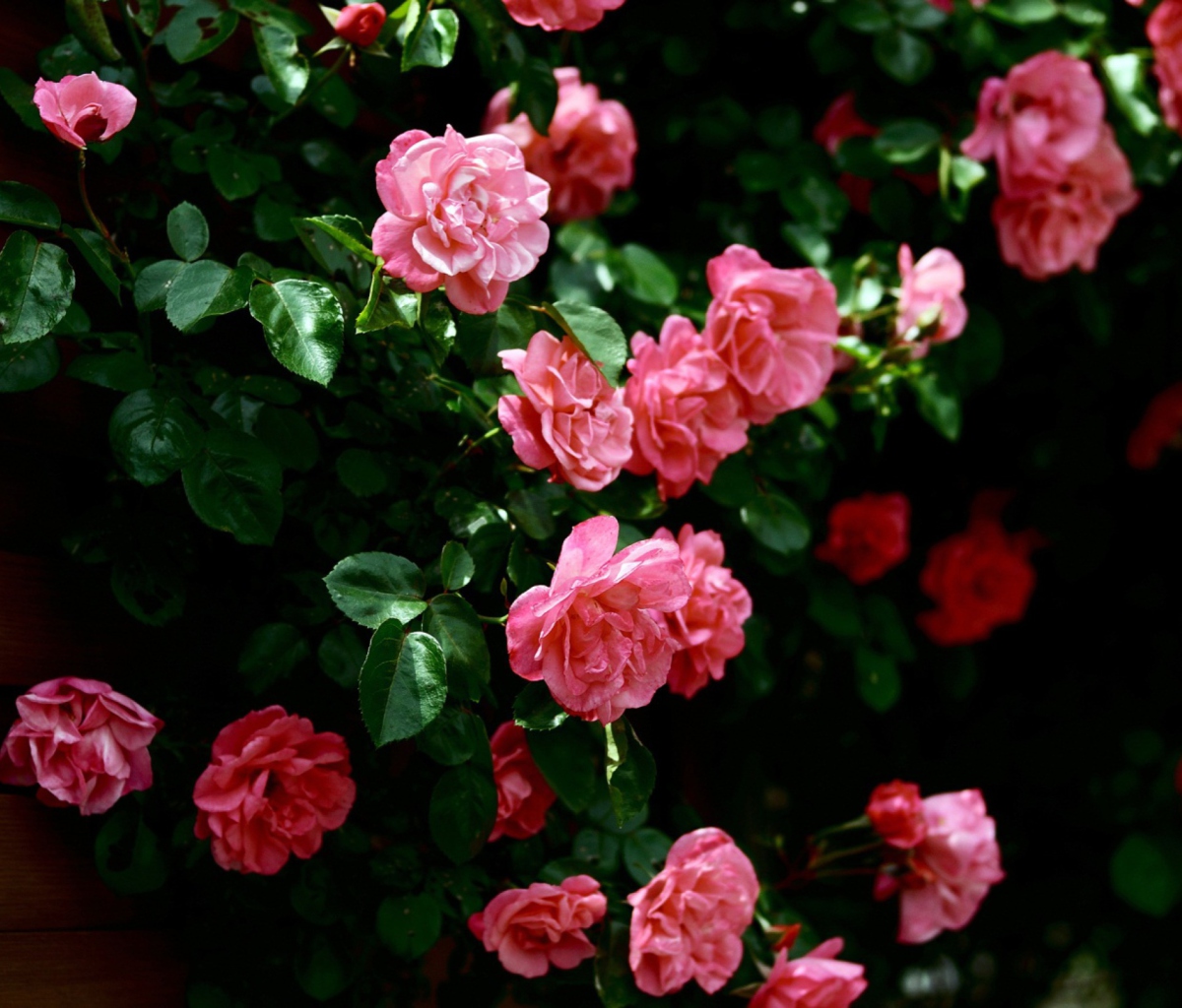 Обои Pink Roses 1200x1024