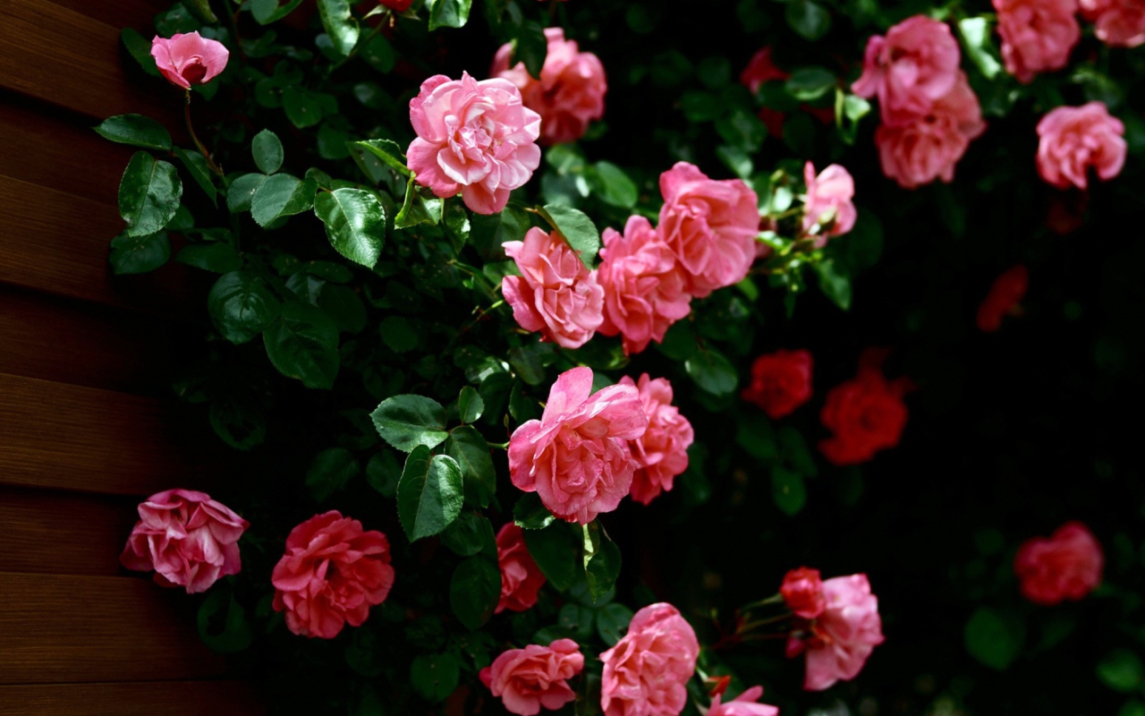 Pink Roses wallpaper 1280x800
