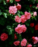 Das Pink Roses Wallpaper 128x160