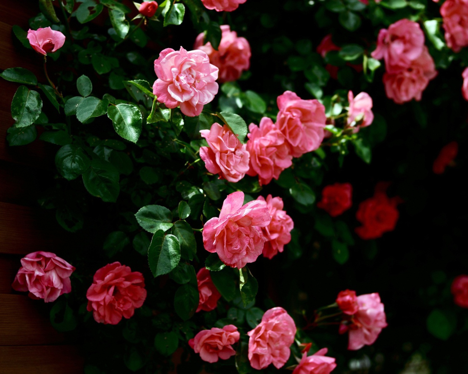 Screenshot №1 pro téma Pink Roses 1600x1280