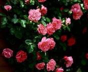 Das Pink Roses Wallpaper 176x144