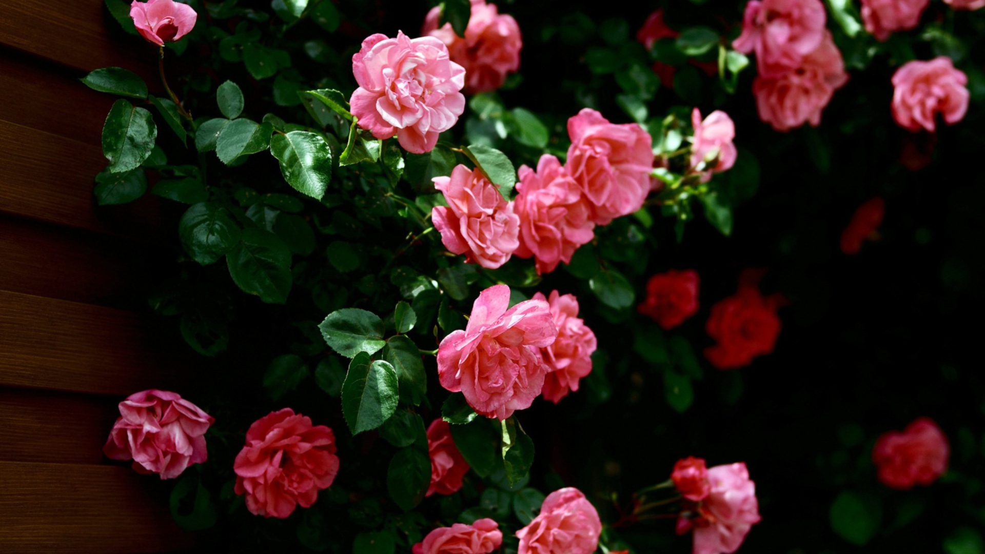 Pink Roses wallpaper 1920x1080
