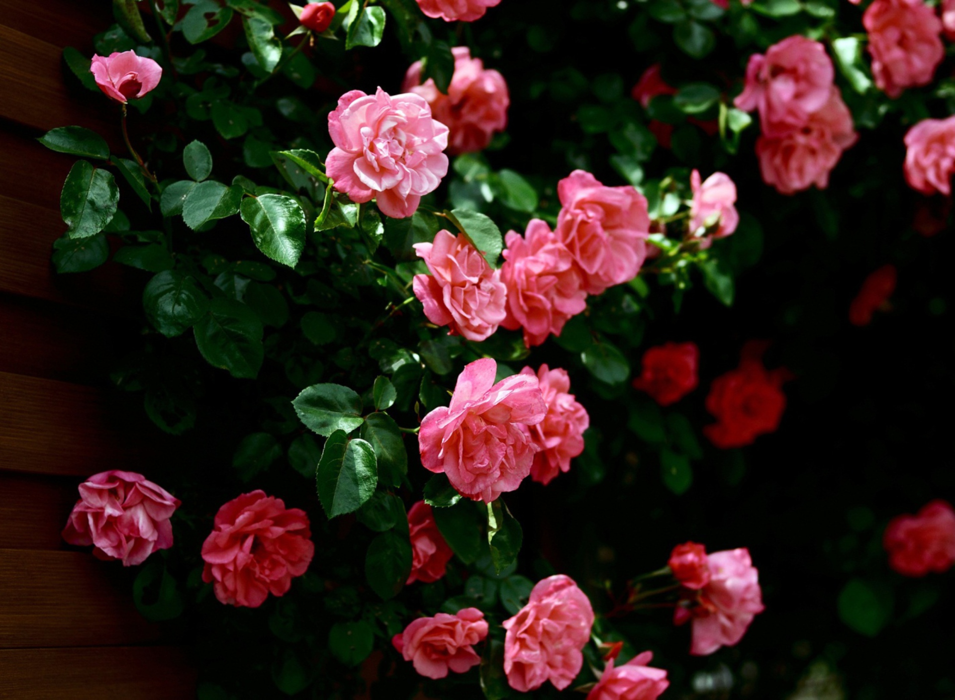 Sfondi Pink Roses 1920x1408
