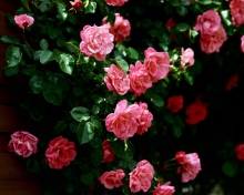 Screenshot №1 pro téma Pink Roses 220x176