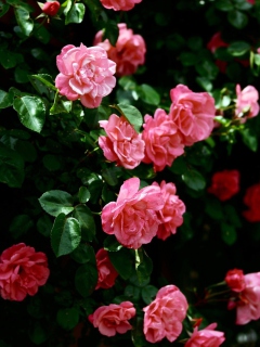 Sfondi Pink Roses 240x320