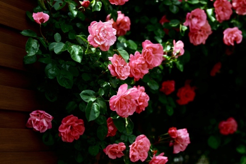 Pink Roses wallpaper 480x320