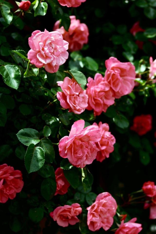 Pink Roses wallpaper 640x960