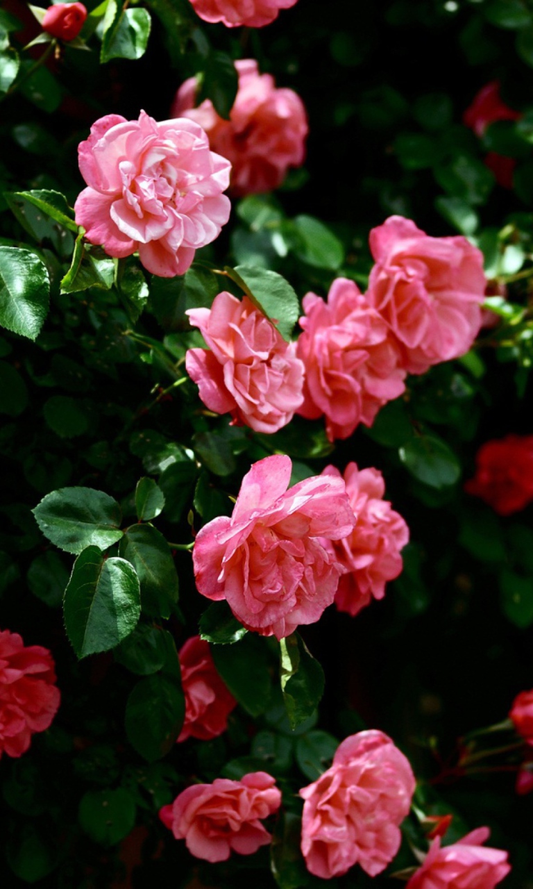 Sfondi Pink Roses 768x1280
