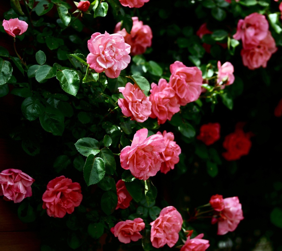 Pink Roses wallpaper 960x854