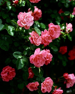 Картинка Pink Roses на Nokia 808 PureView