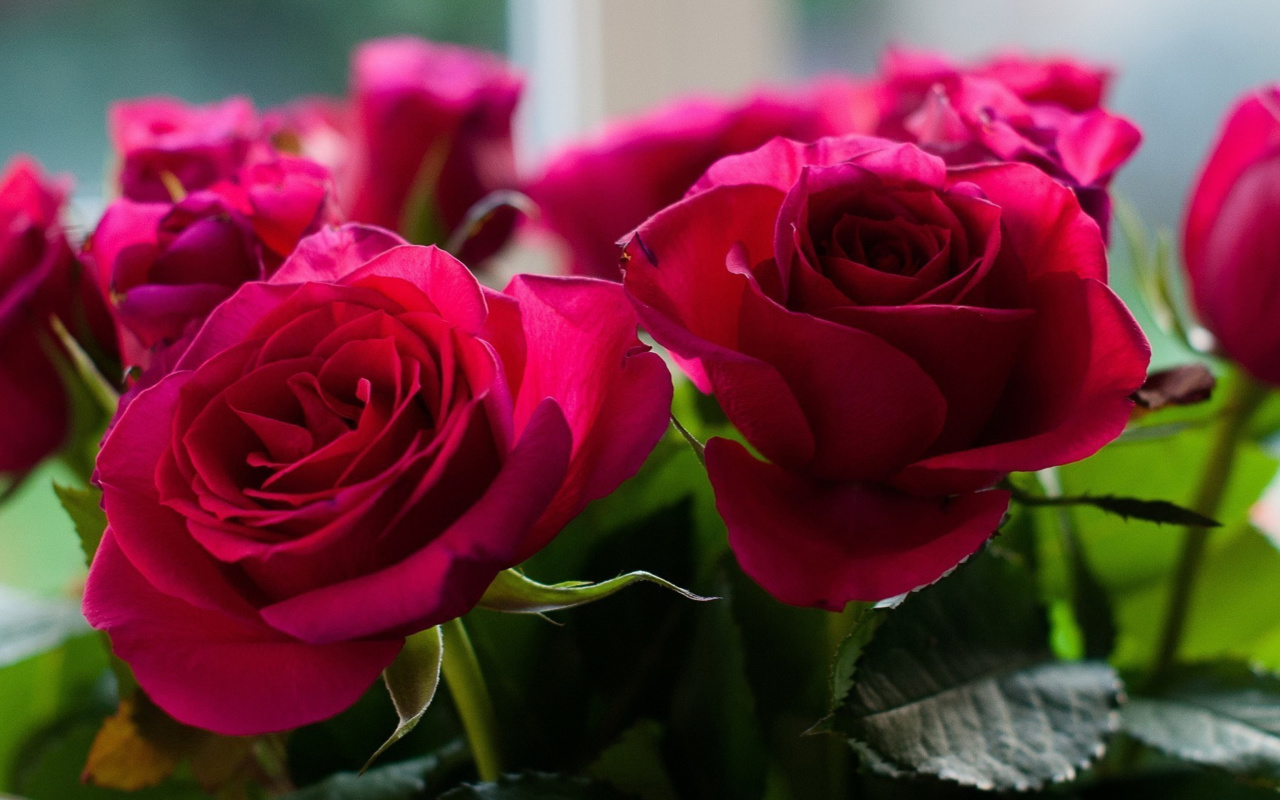 Picture of bouquet of roses from garden screenshot #1 1280x800