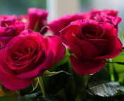 Picture of bouquet of roses from garden wallpaper 176x144