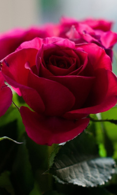 Fondo de pantalla Picture of bouquet of roses from garden 240x400