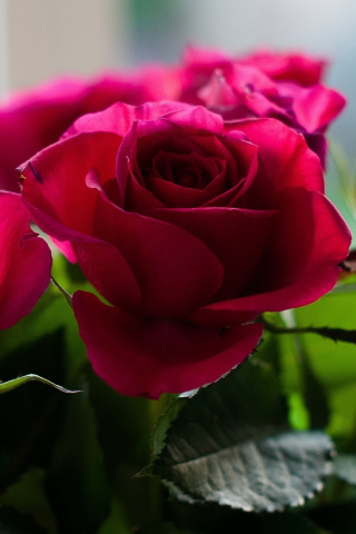 Fondo de pantalla Picture of bouquet of roses from garden 320x480