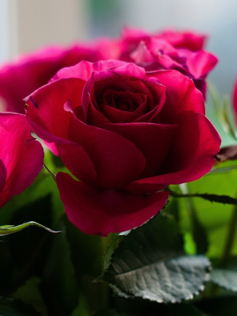 Fondo de pantalla Picture of bouquet of roses from garden 480x640
