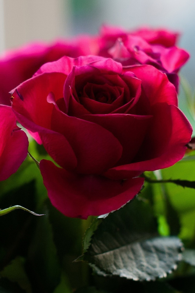 Fondo de pantalla Picture of bouquet of roses from garden 640x960
