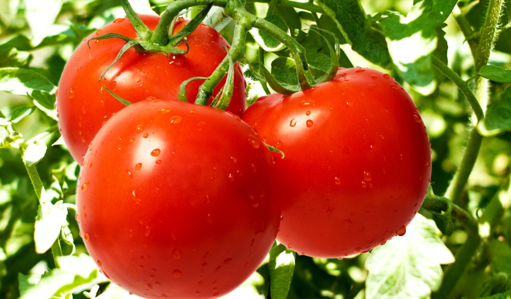 Sfondi Tomatoes on Bush 1024x600