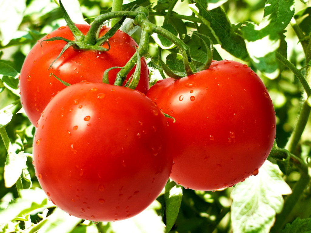 Tomatoes on Bush wallpaper 1024x768