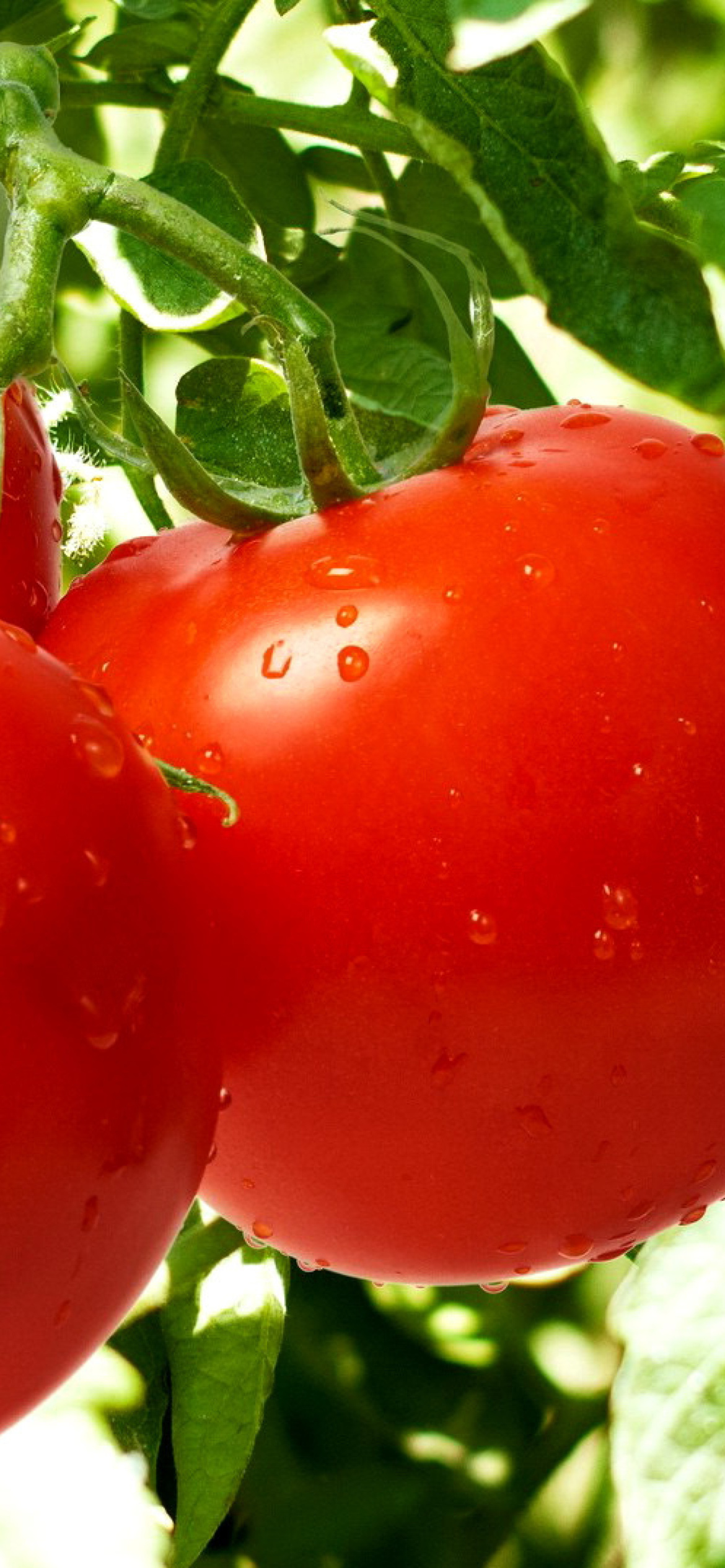 Обои Tomatoes on Bush 1170x2532