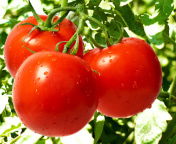Обои Tomatoes on Bush 176x144