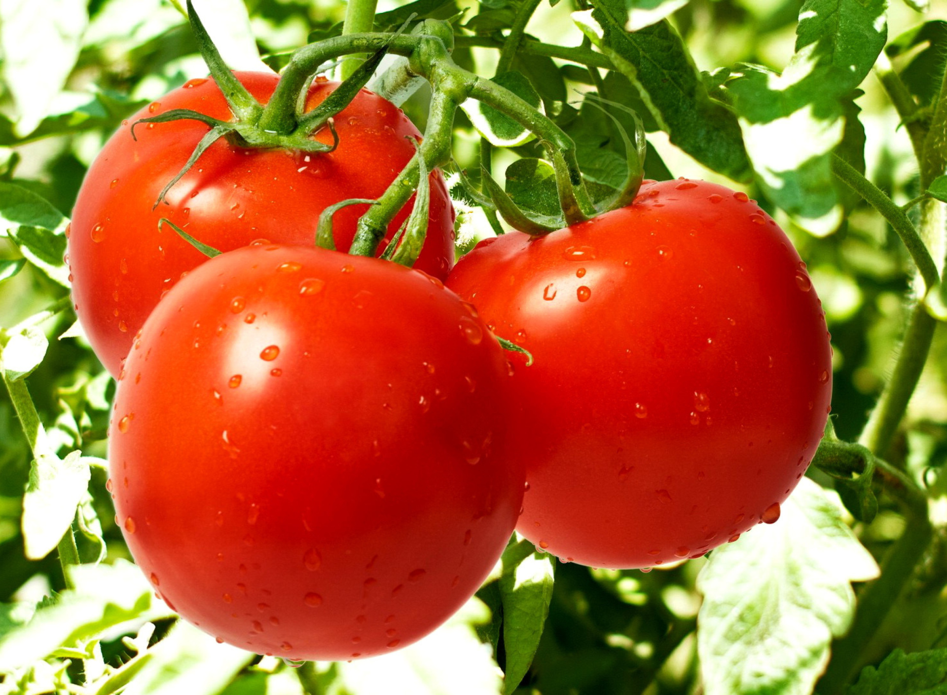 Обои Tomatoes on Bush 1920x1408