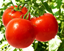 Sfondi Tomatoes on Bush 220x176
