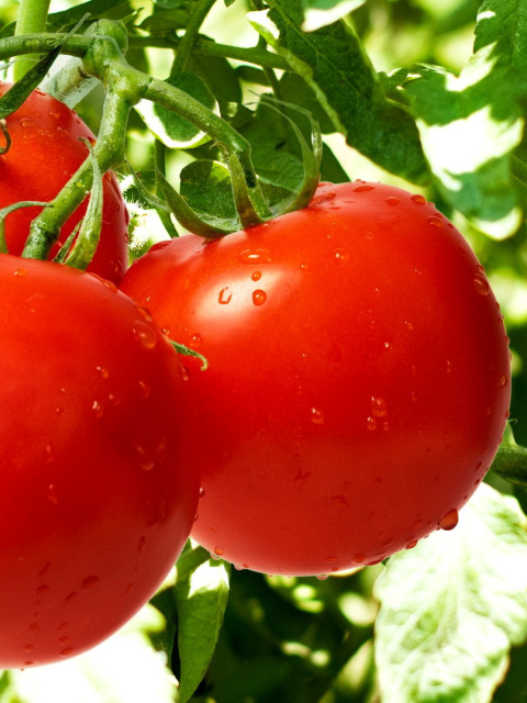 Обои Tomatoes on Bush 480x640