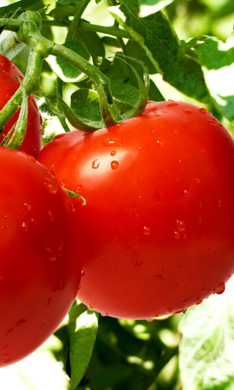 Sfondi Tomatoes on Bush 480x800