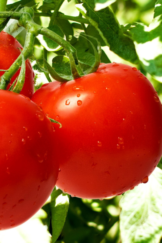 Das Tomatoes on Bush Wallpaper 640x960