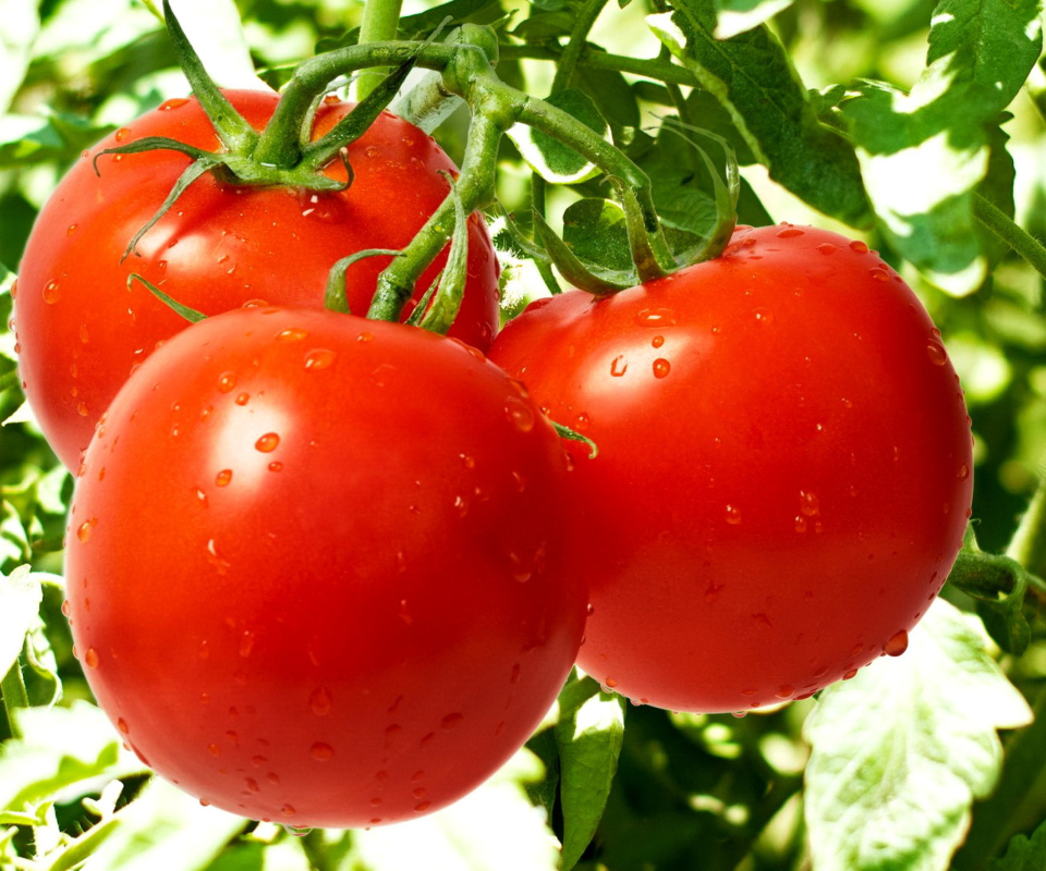 Обои Tomatoes on Bush 960x800