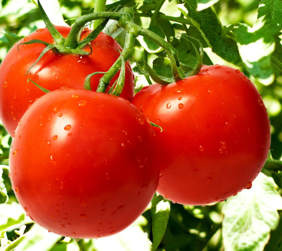 Sfondi Tomatoes on Bush 960x854