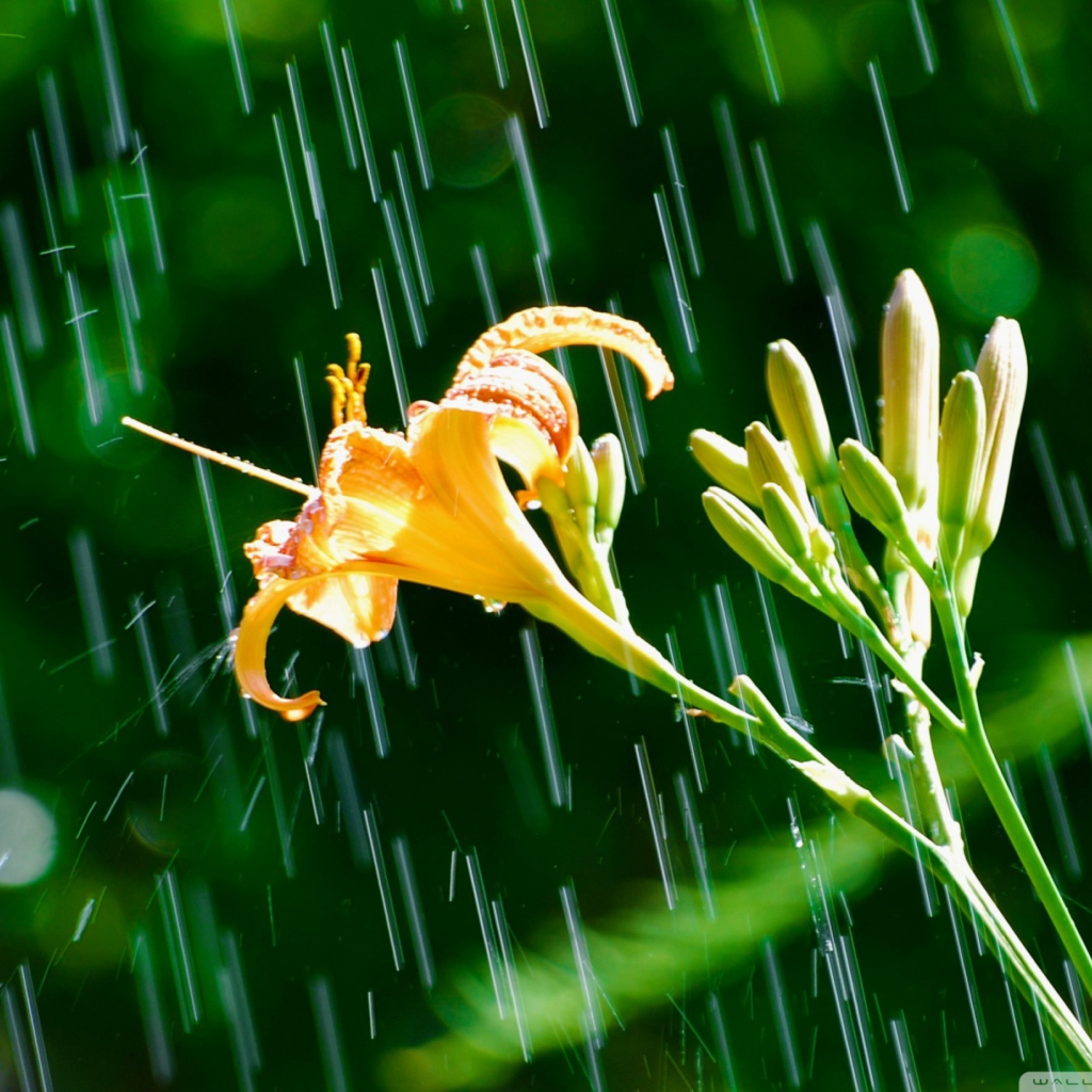 Daylily In The Rain wallpaper 1024x1024