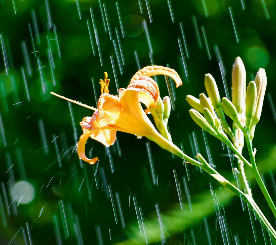 Daylily In The Rain wallpaper 1080x960
