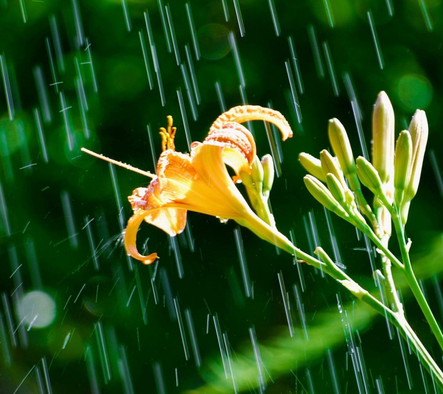 Sfondi Daylily In The Rain 1440x1280