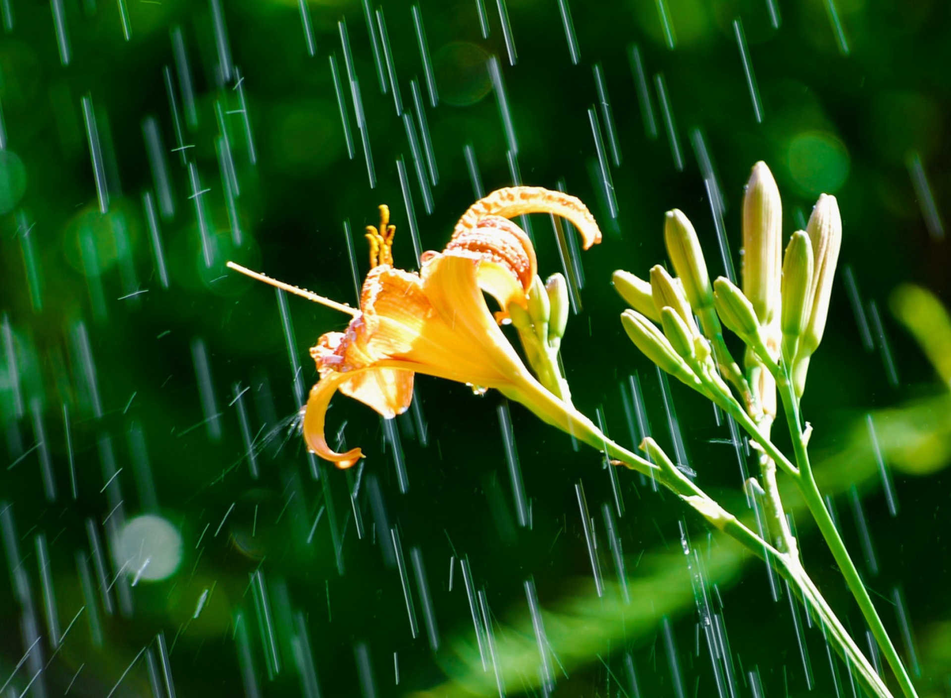 Daylily In The Rain screenshot #1 1920x1408