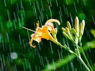 Daylily In The Rain wallpaper 320x240