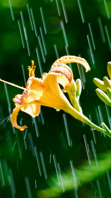 Daylily In The Rain wallpaper 360x640