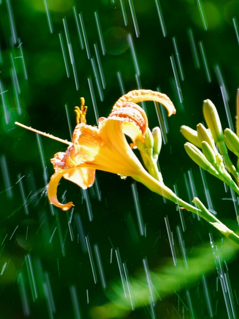 Daylily In The Rain wallpaper 480x640