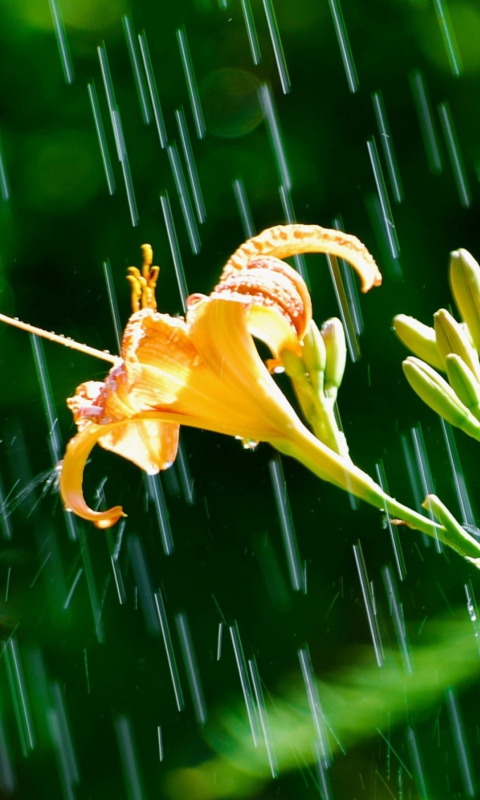 Daylily In The Rain wallpaper 480x800